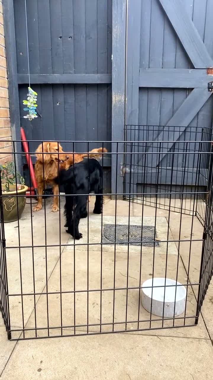 Mixed Breed dogs for sale: Working cocker spaniel puppies  - Video 2