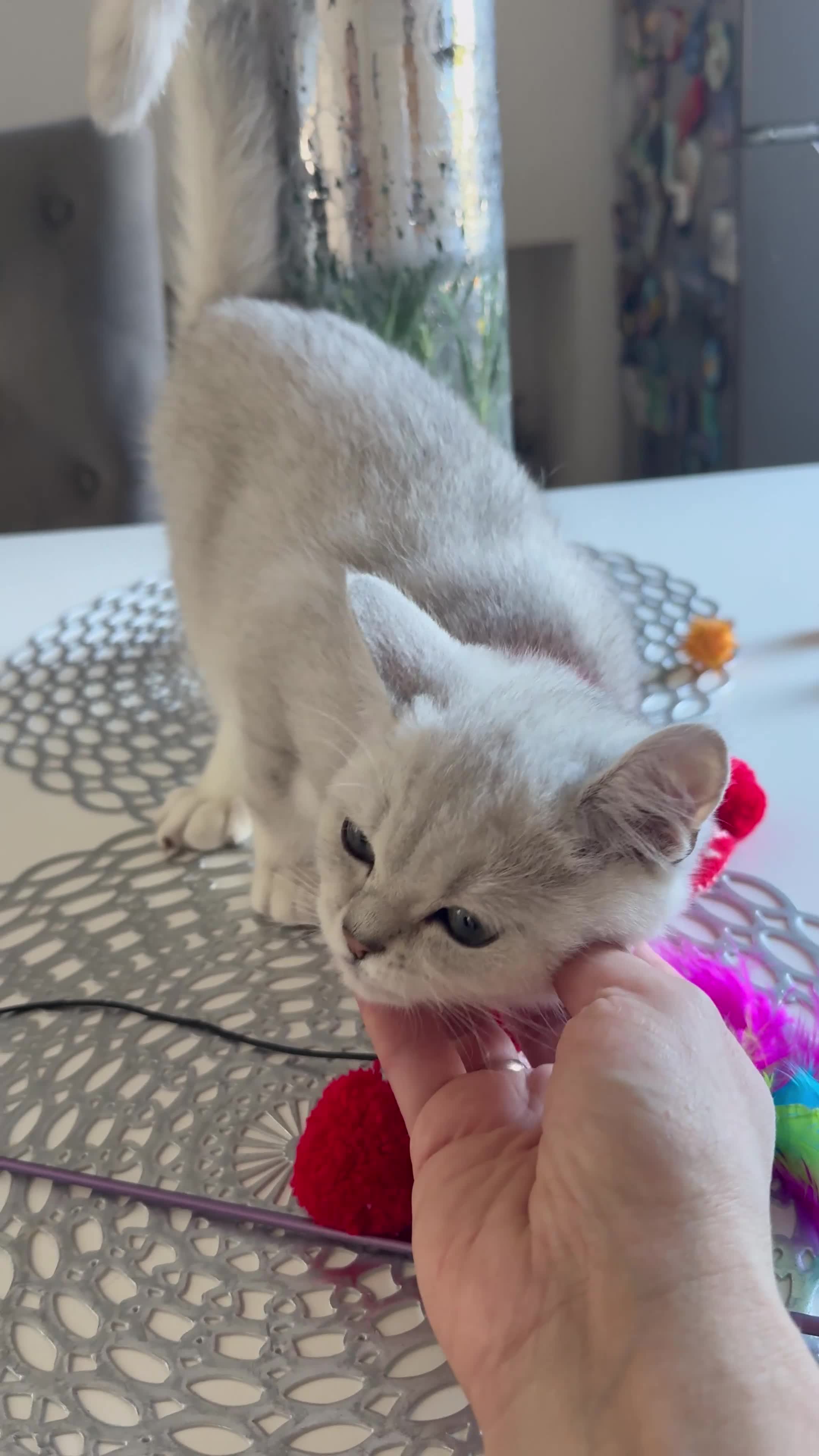 Scottish Fold cats for sale: Scottish Straight Boy - Video 1