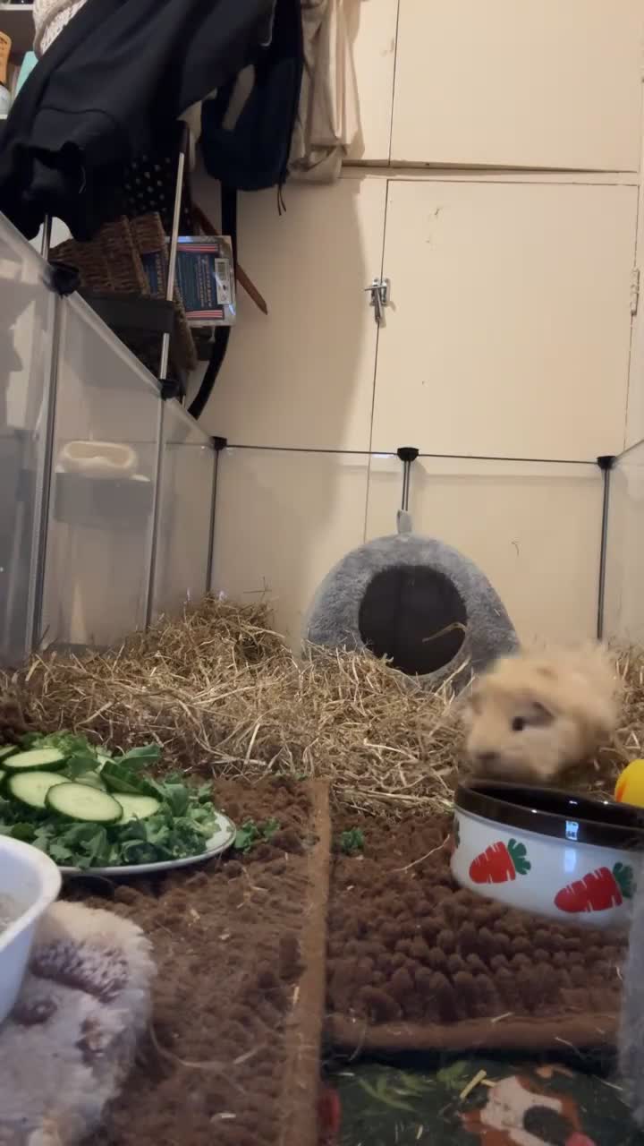 Guinea Pig rodents for sale: Two Male Guinea Pigs For Sale - Video 1