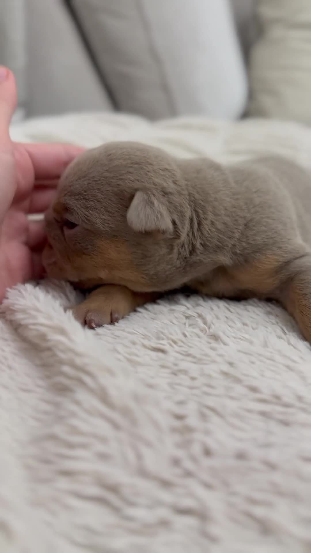 English Bulldog dogs for sale: 3 beautiful KC registered English Bulldogs - Video 1