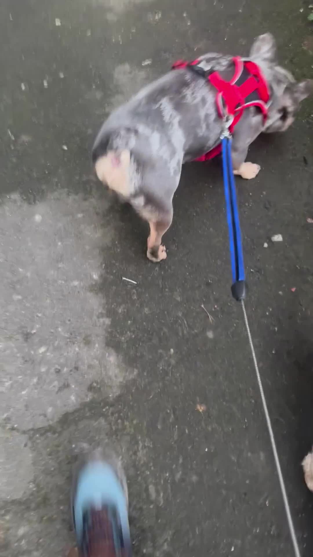 French Bulldog dogs for stud: Lilac merle wrapped in cream  - Video 1