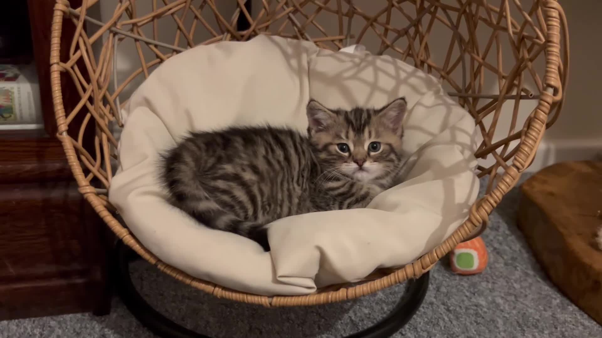 Munchkin cats for sale: Beautiful Fur Babies 🤗 - Video 4