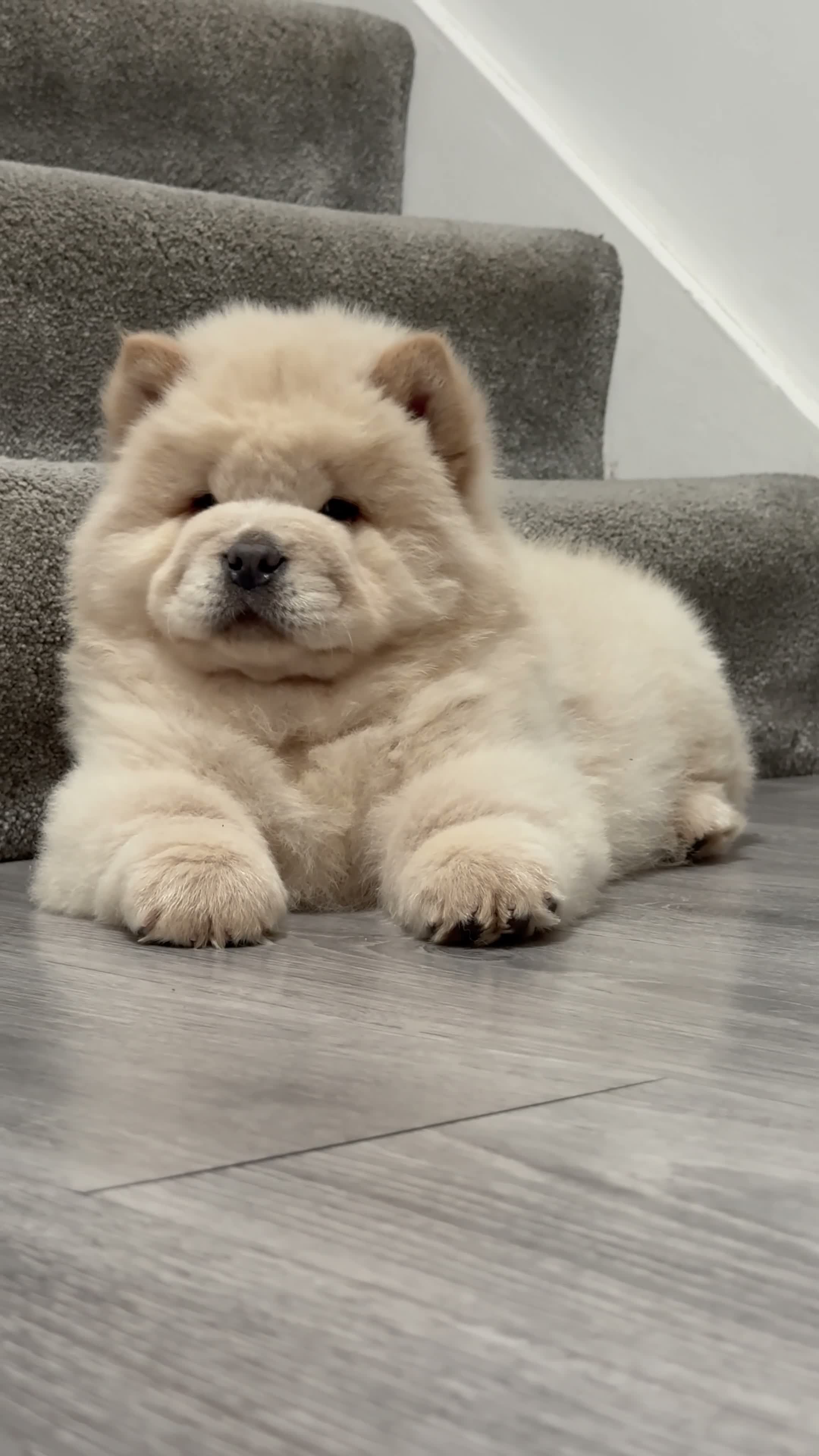 Chow Chow dogs for sale: Beautiful chow chow puppies  - Video 1
