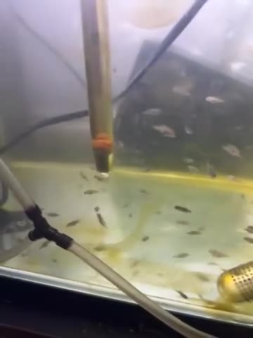 Cichlids fish for sale: Yellow tail Acei cichilds babys - Video 1