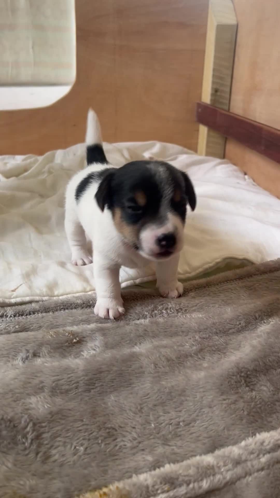 Jack Russell dogs for sale: Adorable boy puppy - Video 2