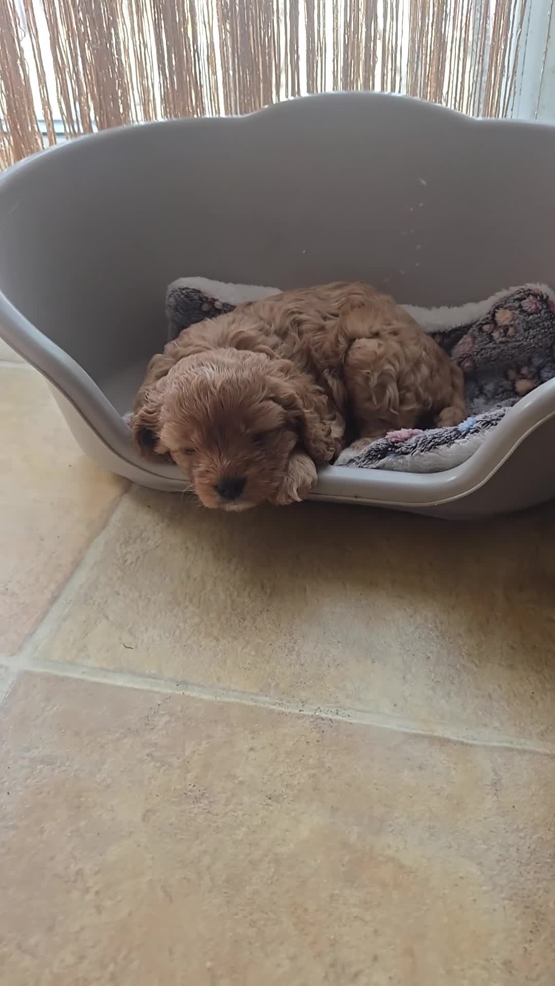 Cavapoo dogs for sale: Teddy bear cavapoo  - Video 1