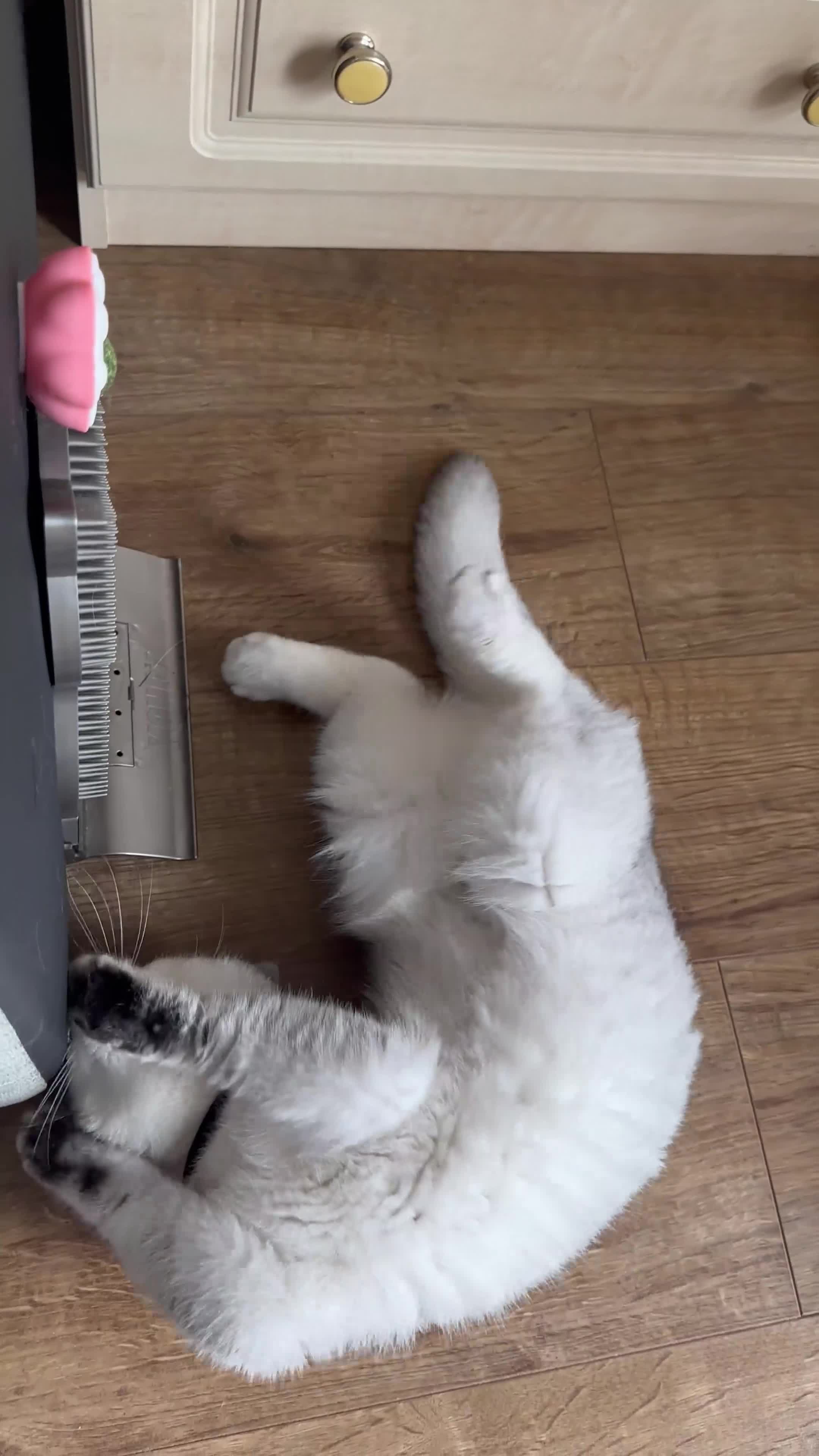 British Shorthair cats for sale: Rare polar-coloured(light silver/blonde)coat - Video 2