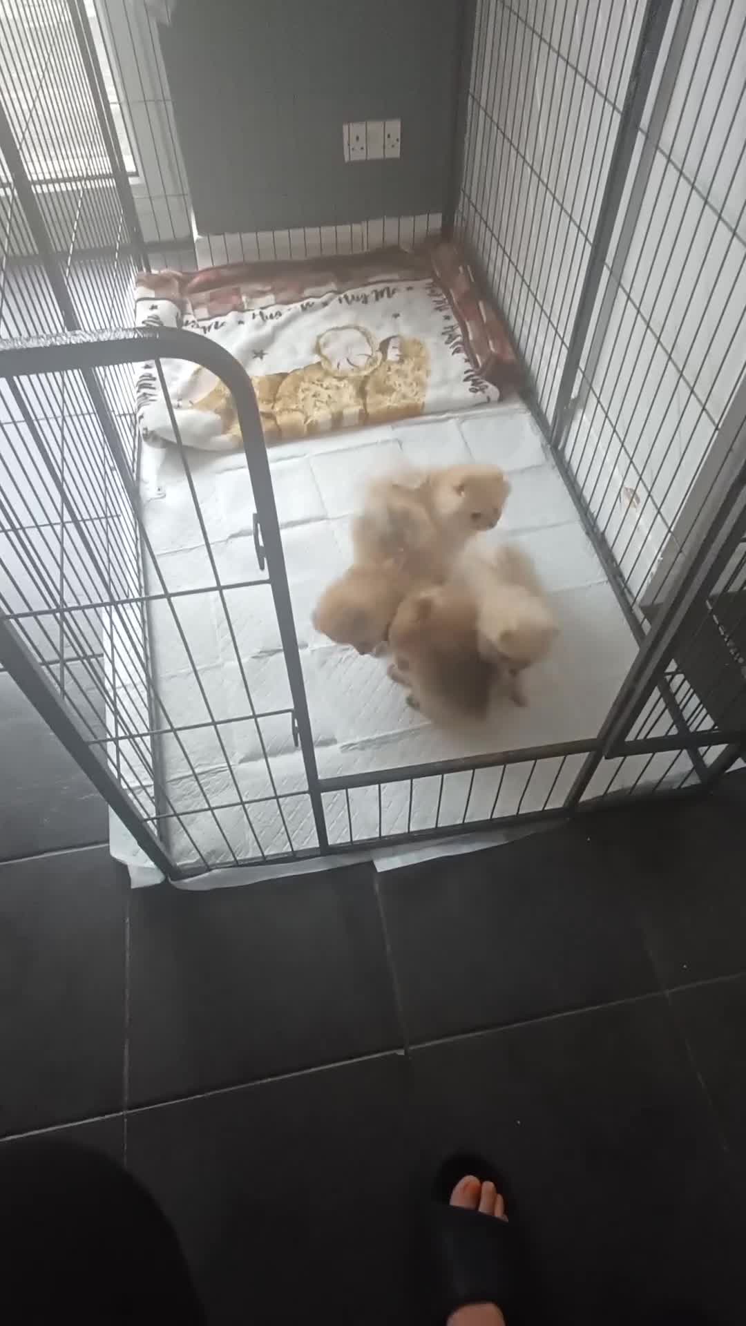 Pomeranian dogs for sale: Beautiful russian teddy pomeranians - Video 1