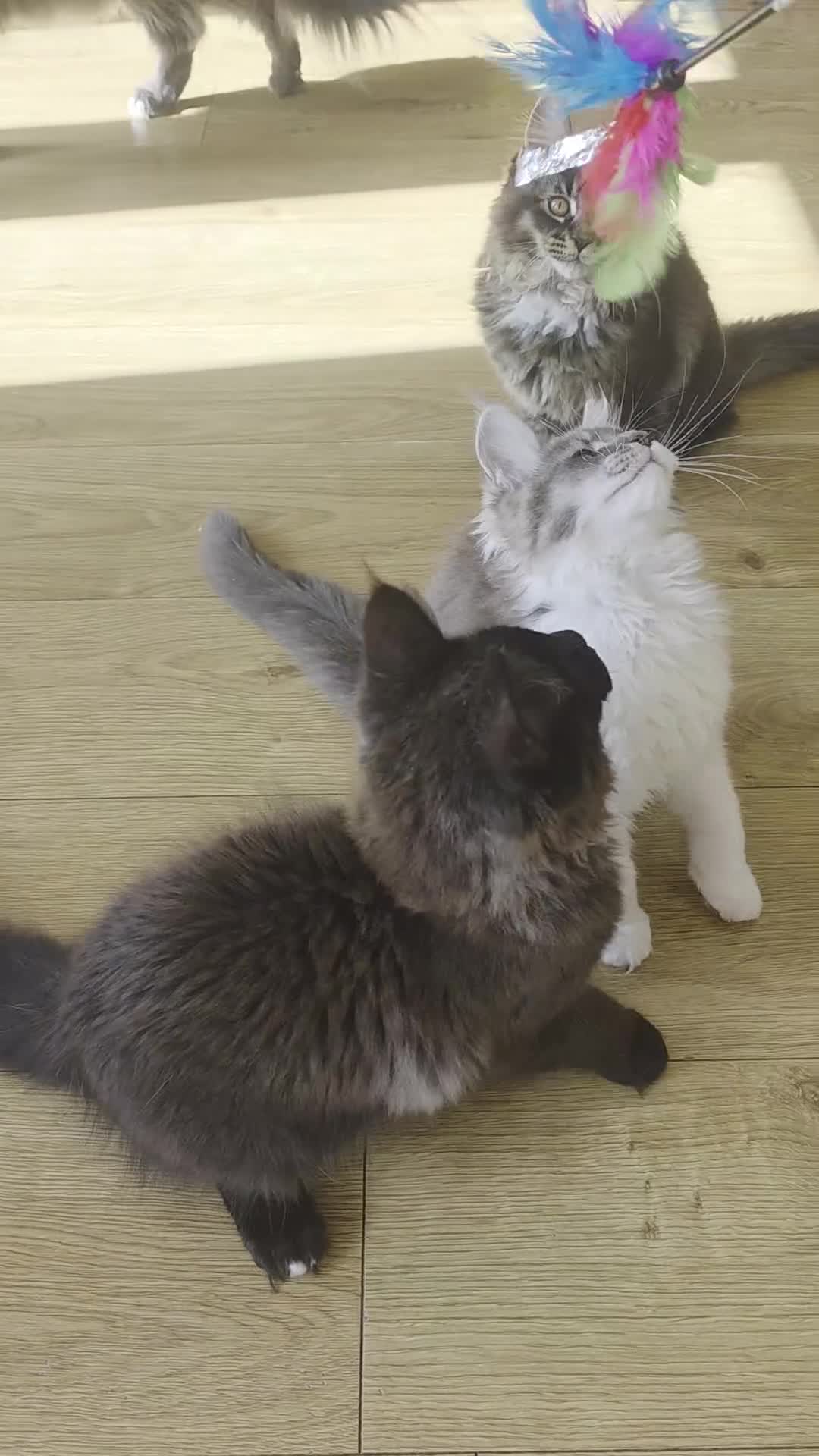 Maine Coon cats for sale: Pure Breed MaineCoon Kitten/TICA  - Video 1