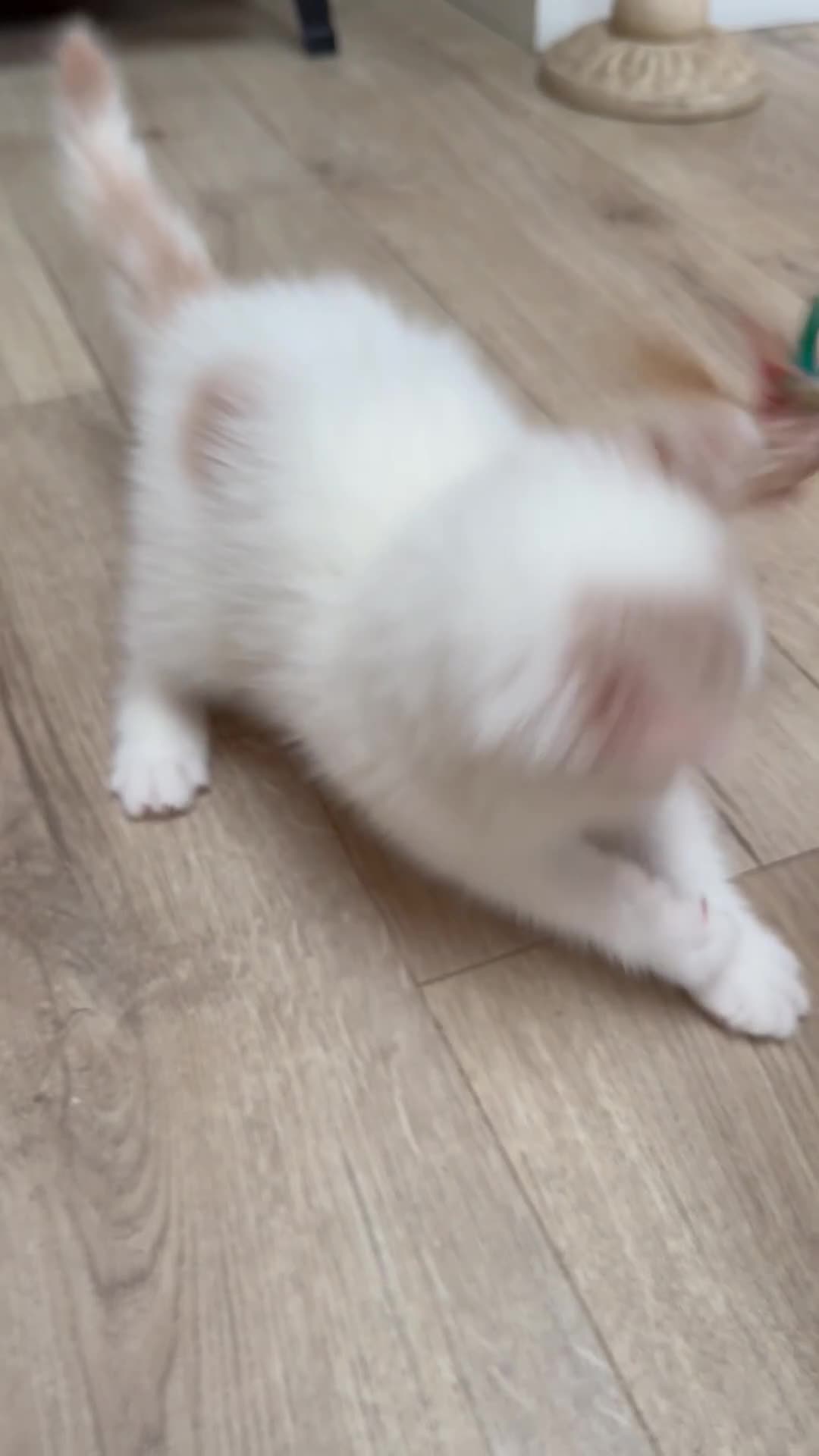 British Shorthair cats for sale: Beautiful GCCF Registered Baby Boy - Georgie 💙 - Video 1