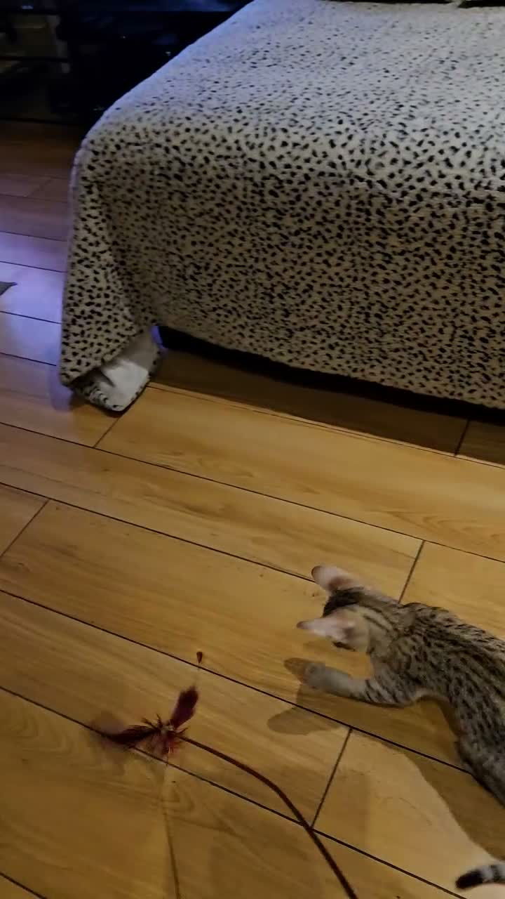 Savannah cats for sale: Stunning F5 SBT Savannah Kittens in Bradford - Video 1