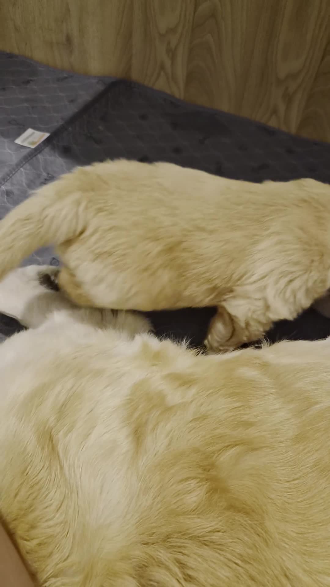 Golden Retriever dogs for sale: Golfen retriever puppies in Stonehouse - Video 2