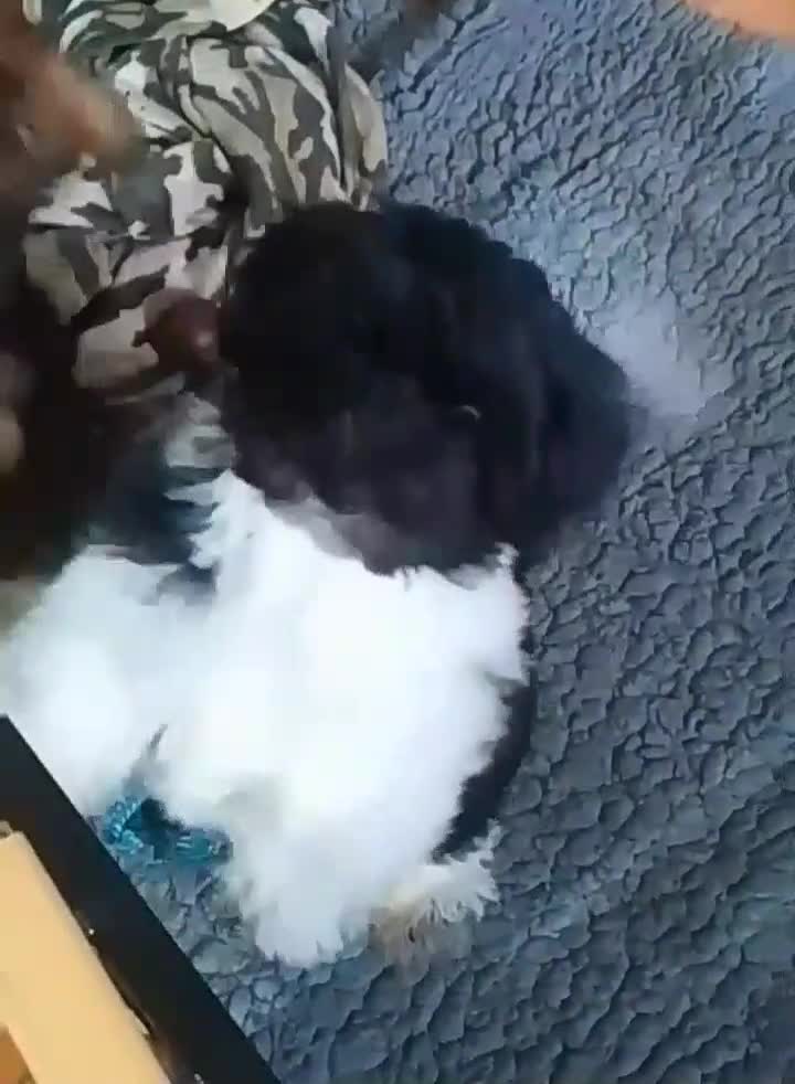 Biewer Terrier dogs for sale: Yorkshire Terrier (Biewer) Puppies  - Video 1