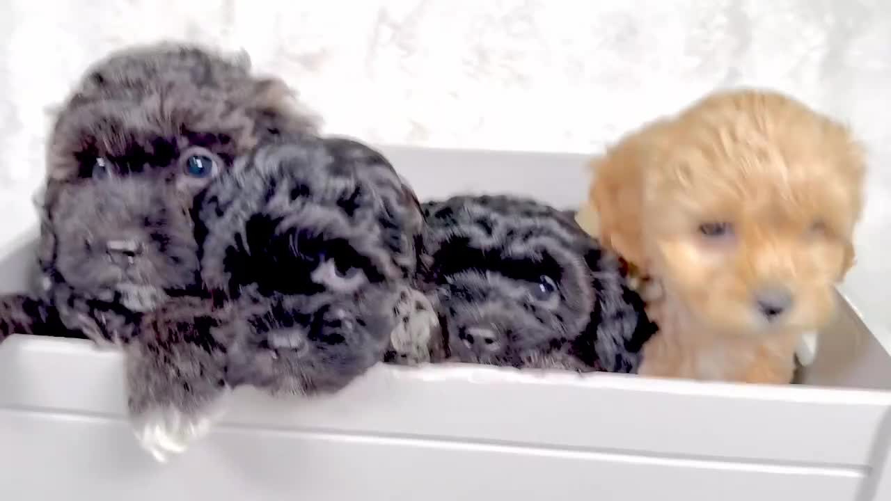 Maltipoo dogs for sale: ✨ Adorable Maltipoo Puppies Ready for New Homes ✨ - Video 2