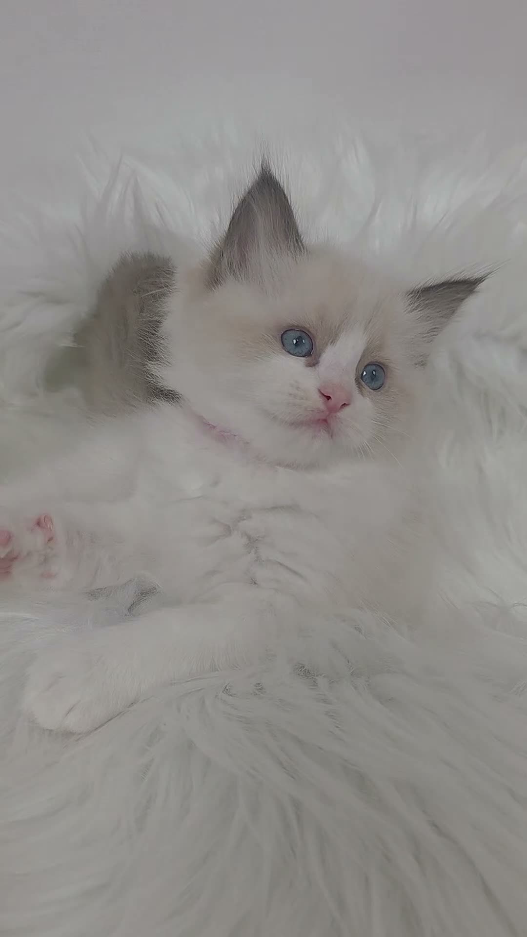 Ragdoll cats for sale: 🏆🎖 Premium GCCF Ragdoll Kittens Grand bloodlines - Video 3