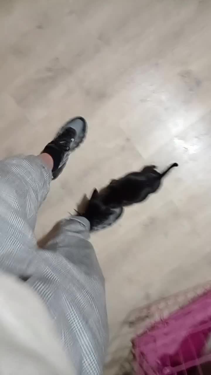 Mixed Breed dogs for sale: Mixed breed  - Video 4