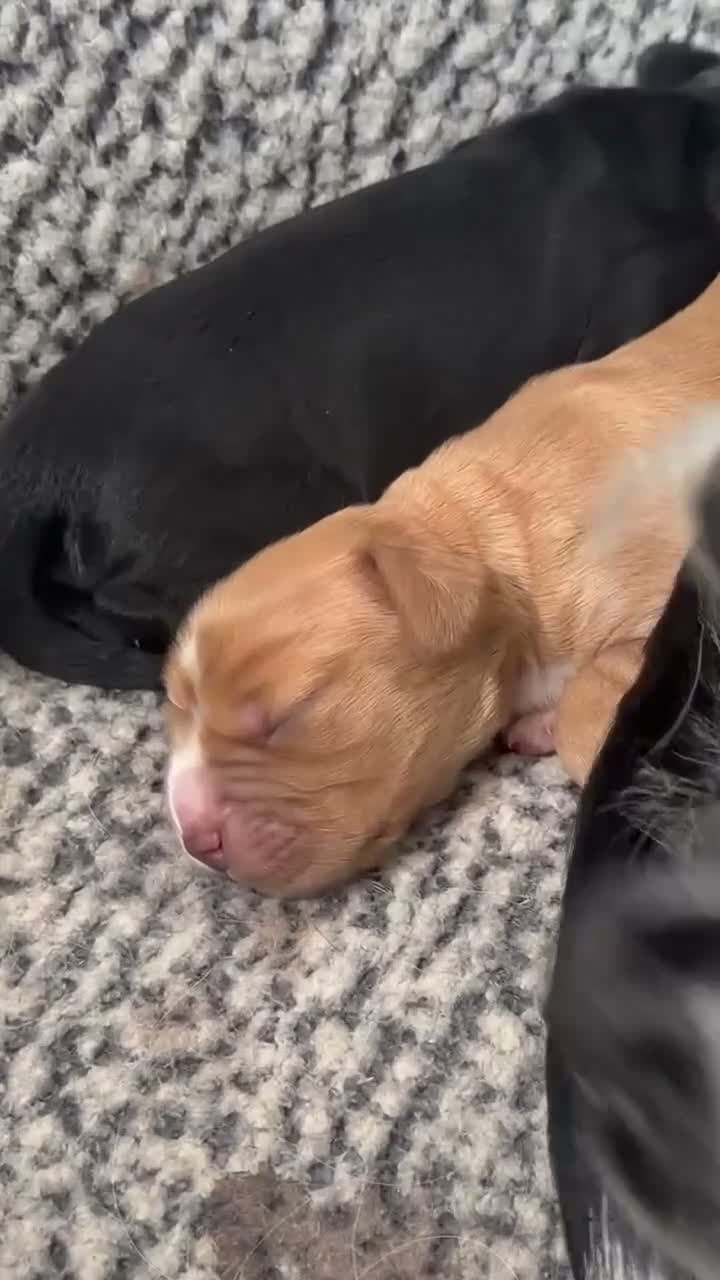 Cocker Spaniel dogs for sale: Beautiful chunky cocker spaniel pups - Video 1