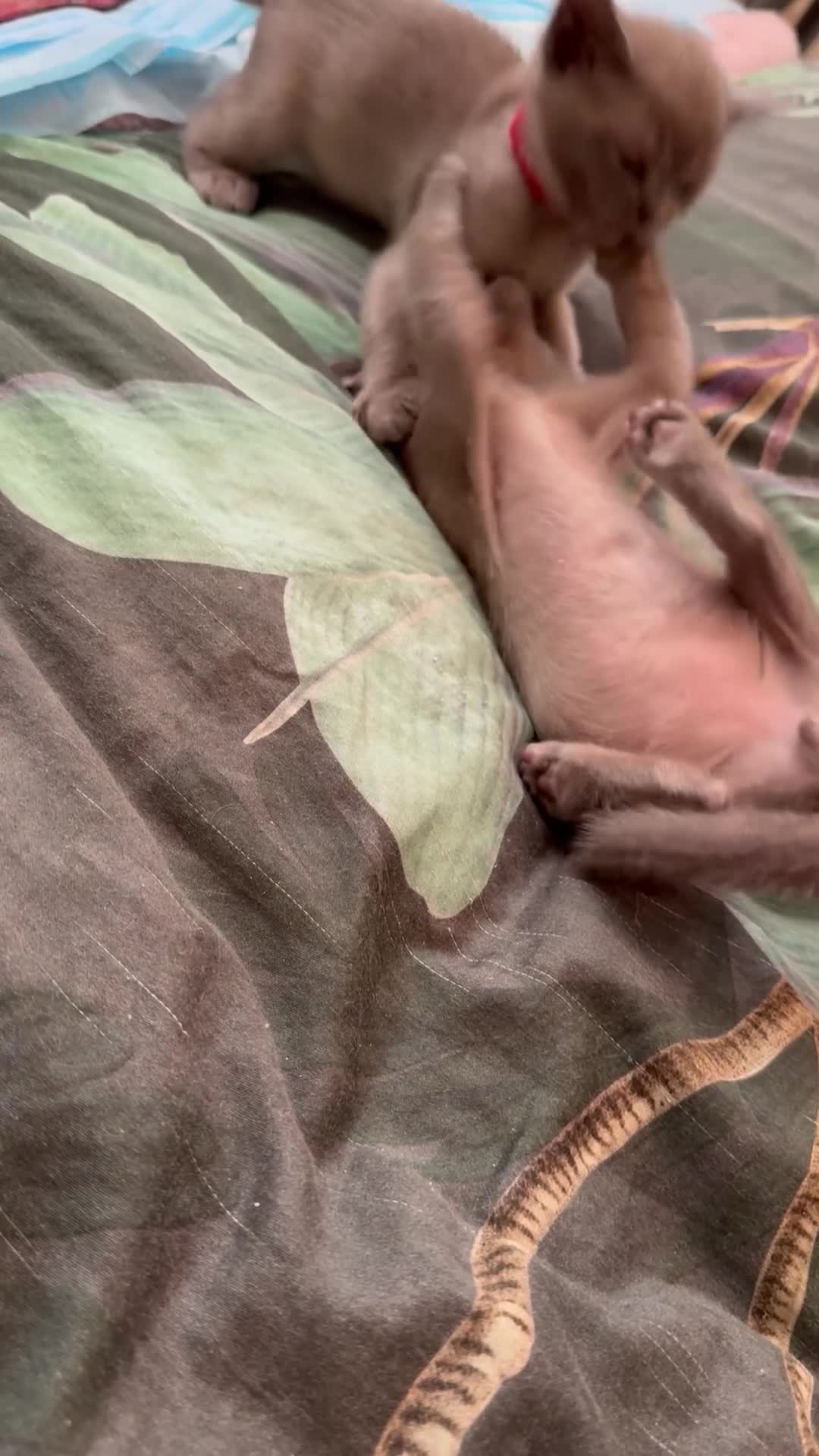 Burmese cats for sale: Burmese Kittens For Sale - Video 4