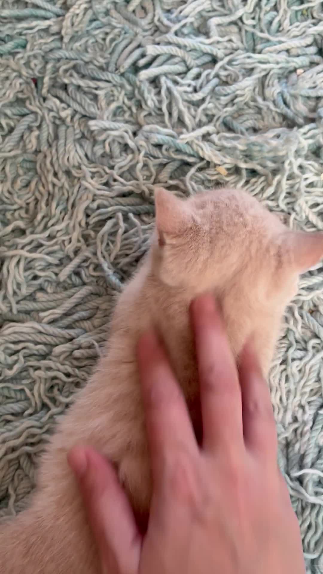 British Shorthair cats for sale: 3 LEFT - TICA BRITISH SHORTHAIRED KITTENS - Video 1