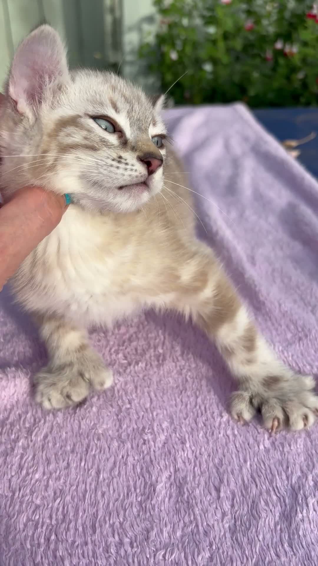Keetso cats for sale: Polydactyl slight curl eared snow leopard boy  - Video 3