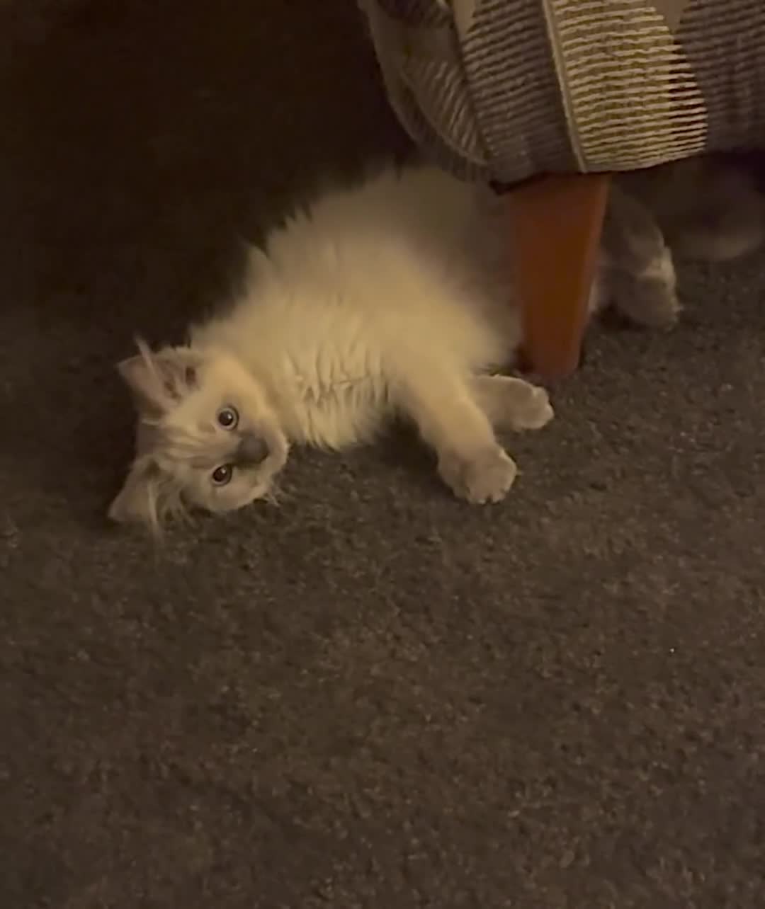 Ragdoll cats for sale: Beautiful female Ragdoll kitten  - Video 1