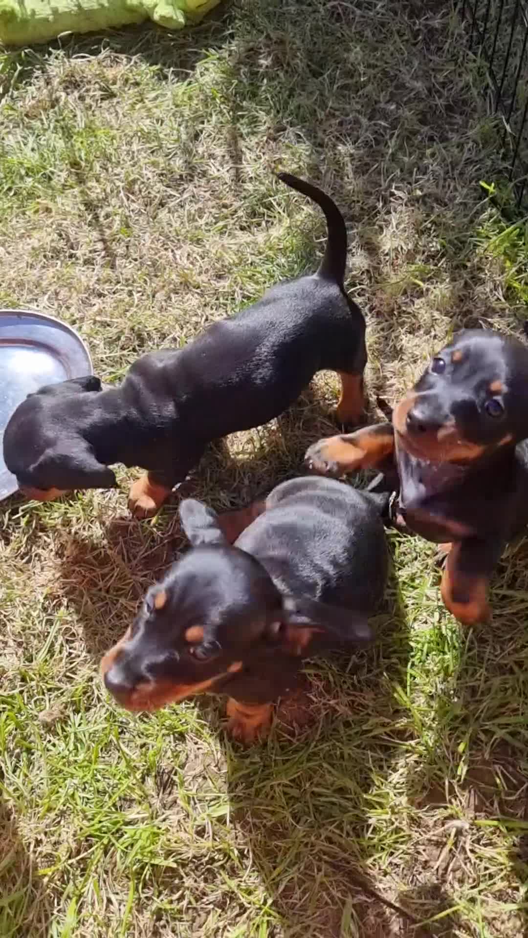 Dachshund dogs for sale: Standard dachshund  - Video 1