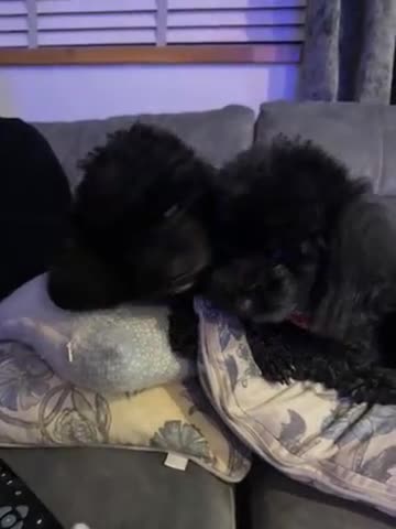 Toy Poodle dogs for sale: 2 black toy poodle girls - Video 1