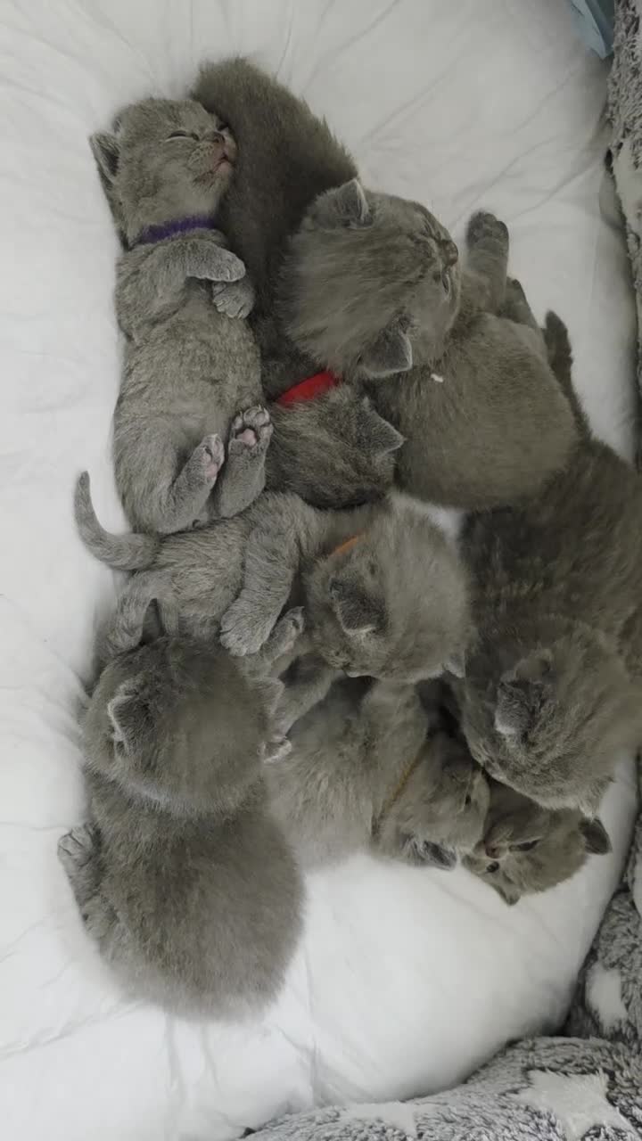 British Shorthair cats for sale: Britishshorthairs Kitten in Harrow - Video 1