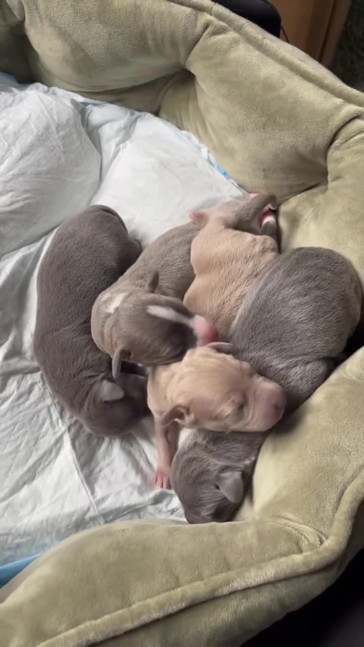 Italian Greyhound dogs for sale: 1 Italian Greyhound Puppy Girl / Bitch For Sale! - Video 1