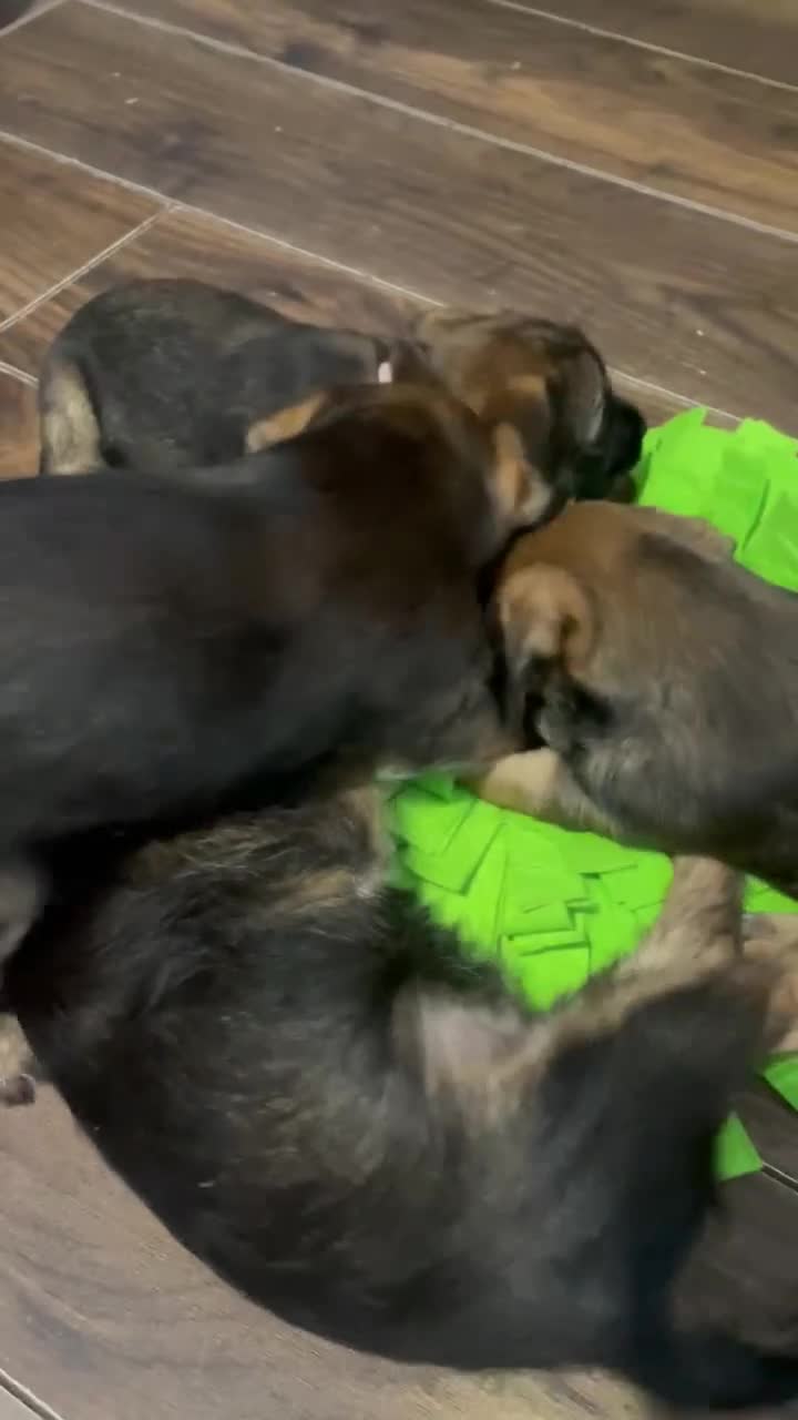 Border Terrier dogs for sale: Border terrier puppies - Video 1