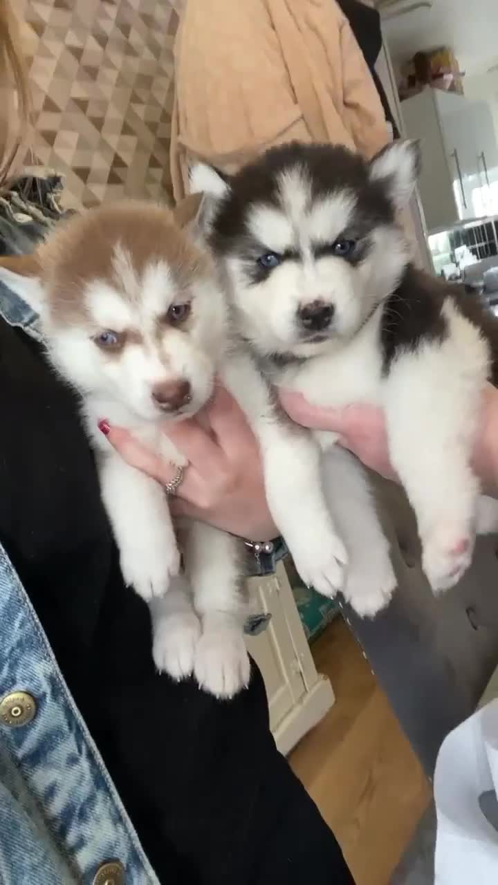 Siberian Husky dogs for stud: Nero  - Video 2