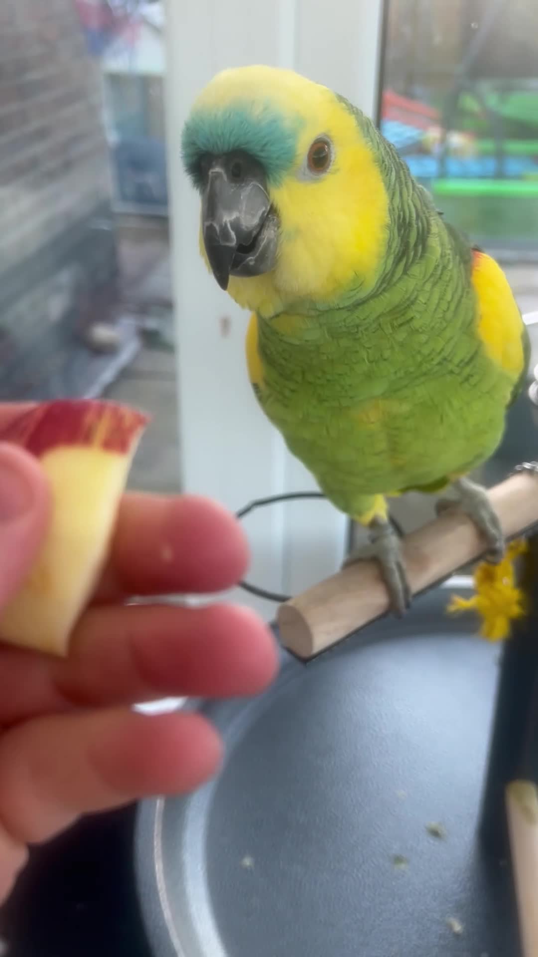 Parrots birds for sale: Amazon blue front in Stockton-on-Tees - Video 3