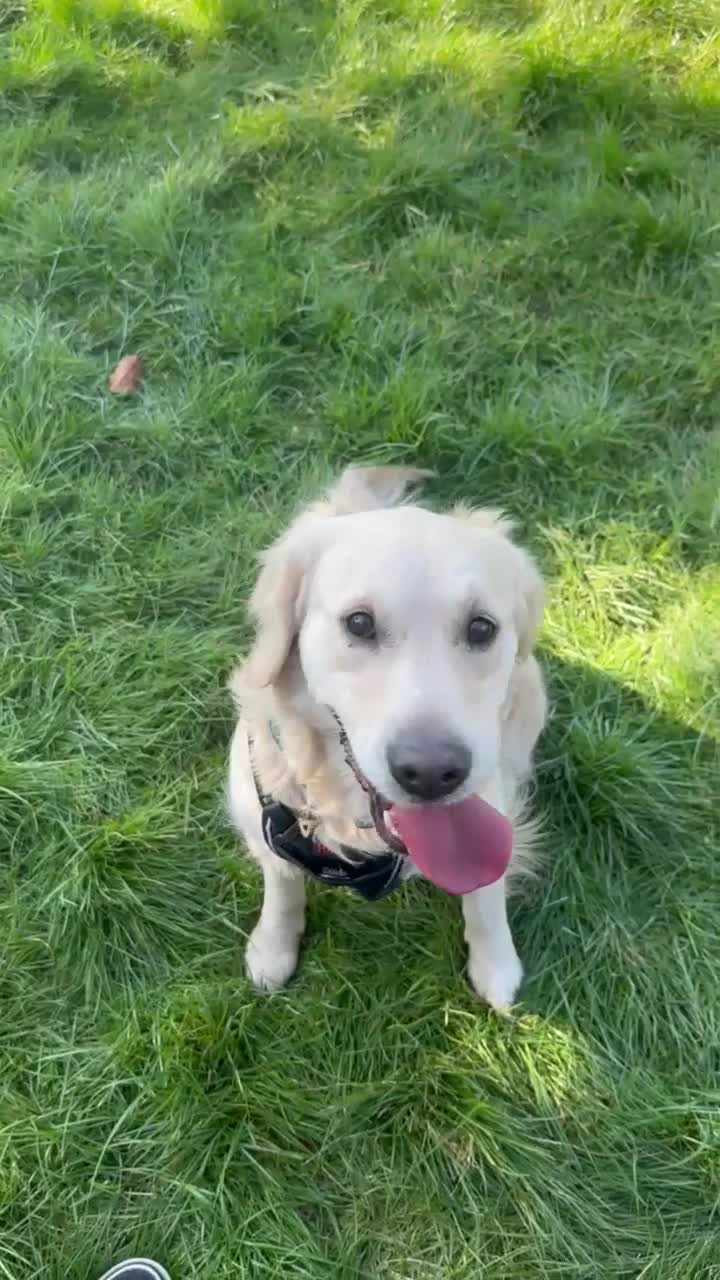 Golden Retriever dogs for sale: Sweet Golden Retriever - Video 2