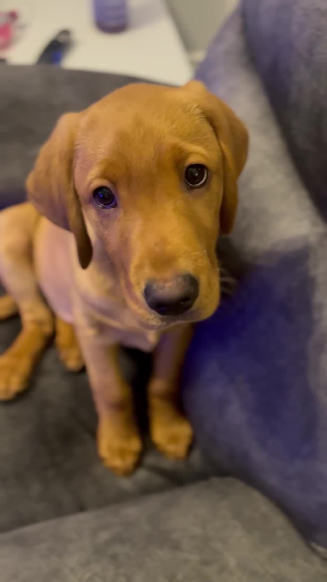 Labrador Retriever dogs for sale: Gorgeous KC reg pedigree red lab puppy  - Video 1