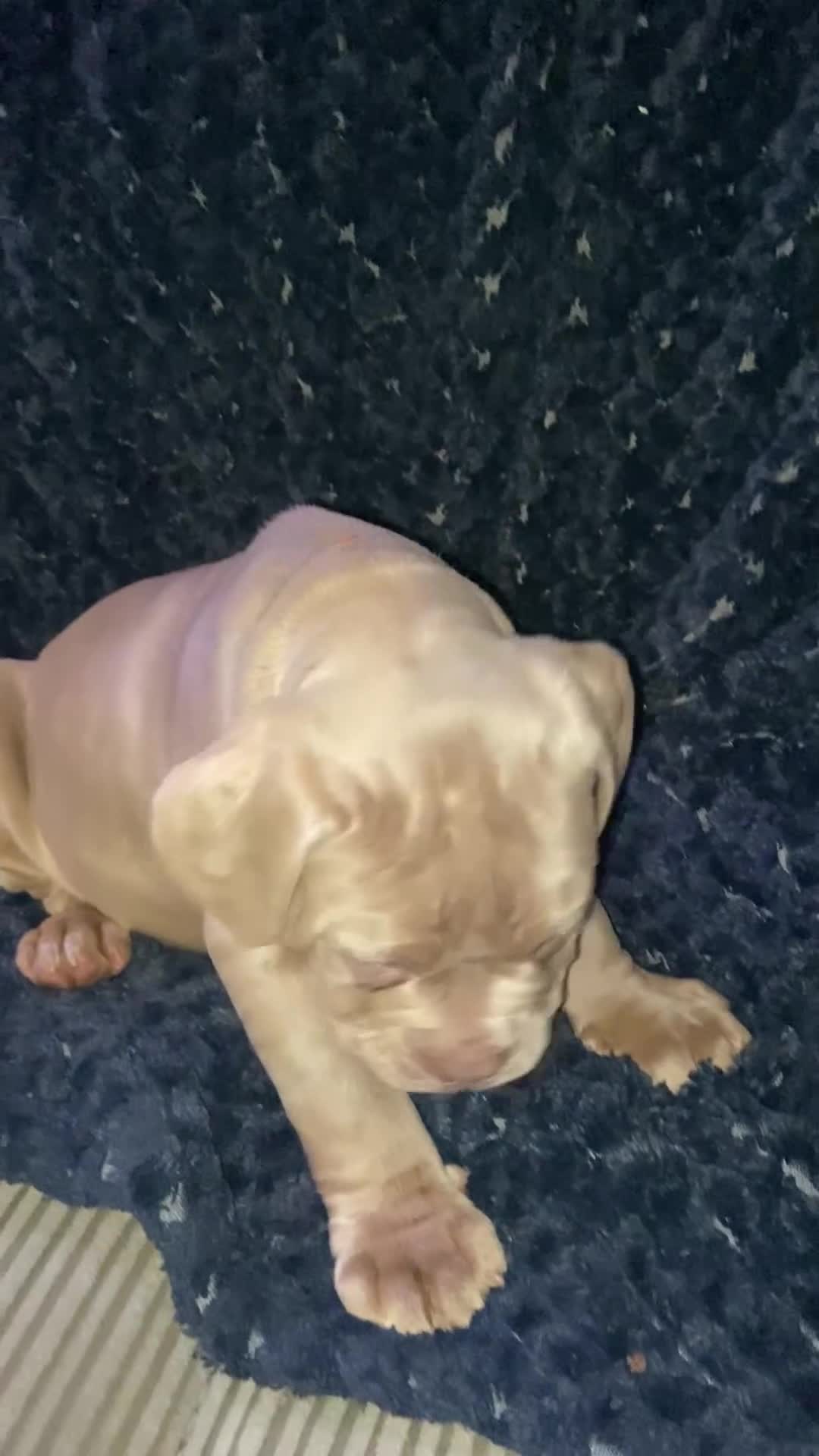 Olde English Bulldogge dogs for sale: Olde English bulldog puppies ready to leave  - Video 2