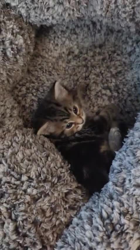 Mixed Breed cats for sale: 4 adorable Ragdoll/Tabby mix kittens - Video 1