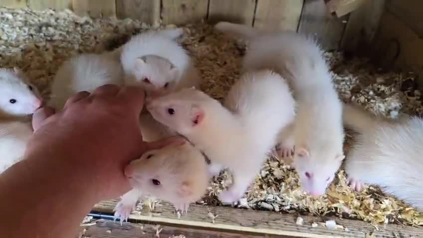 Ferret rodents for sale: Ferret kits - Video 1