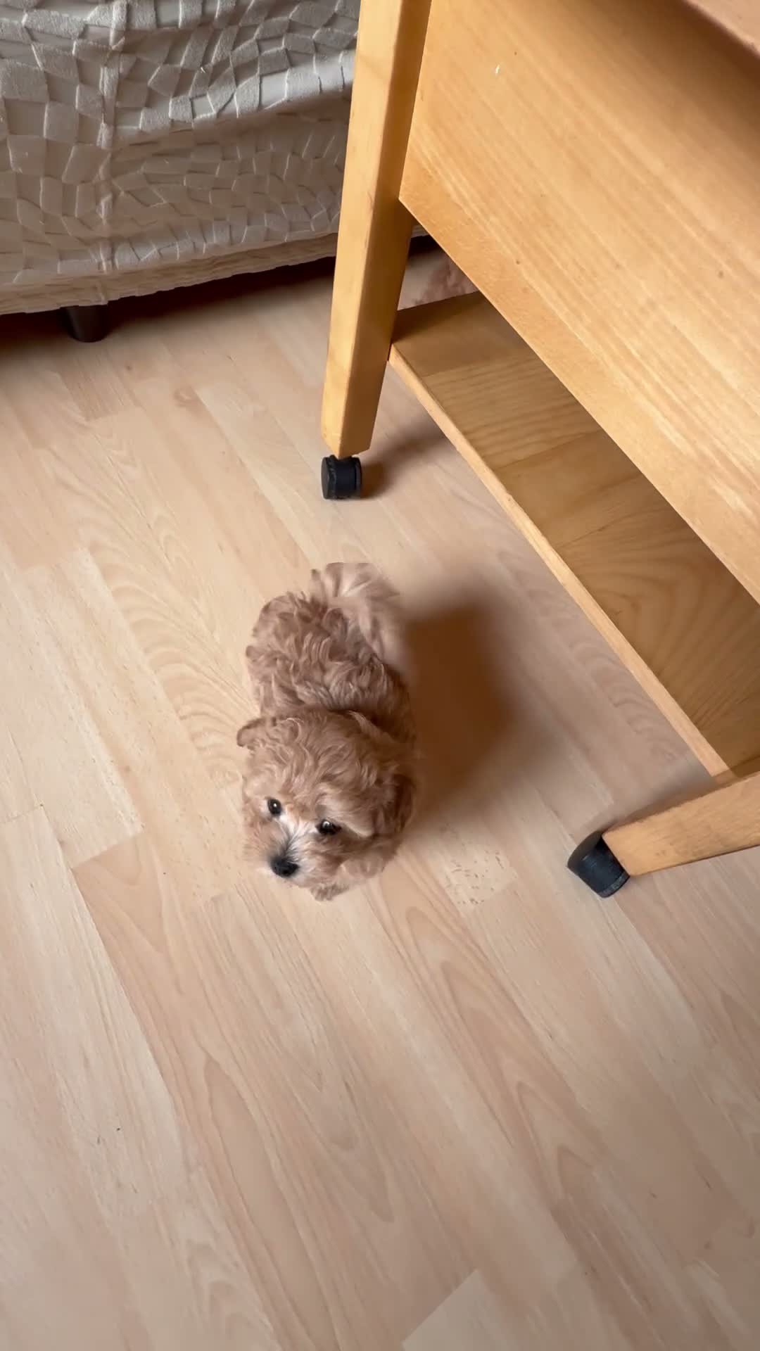 Maltipoo dogs for sale: Asian Maltipo Puppies XS Teddy Bear Faces Expected - Video 3