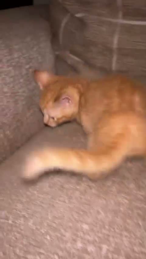 Mixed Breed cats for sale: Adorable mixed breed kittens for sale  - Video 3