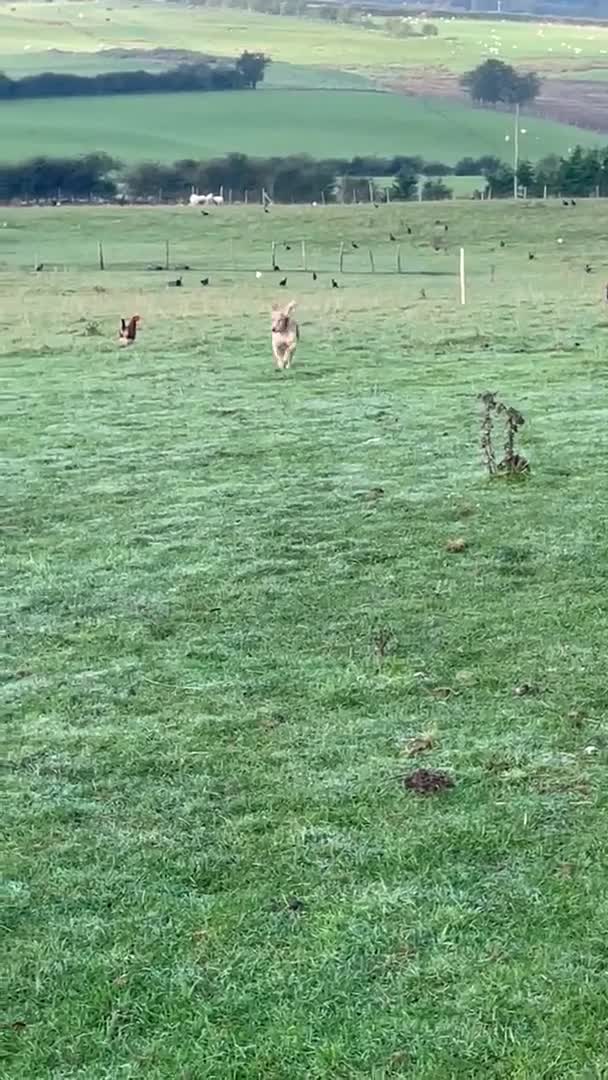 Cocker Spaniel dogs for stud: KC REGISTERED WORKING COCKER SPANIEL FOR STUD in Rhayader - Video 3