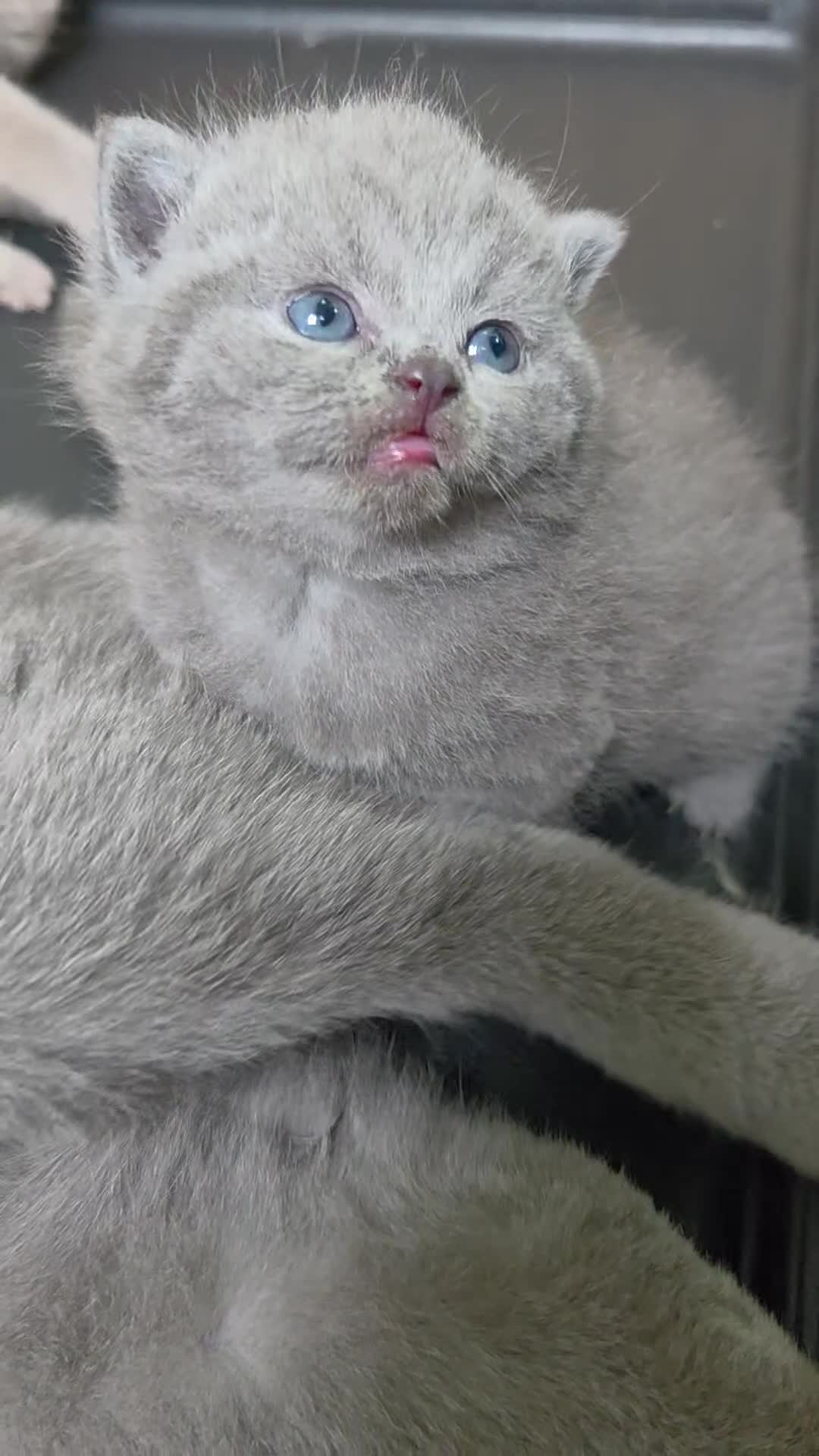British Shorthair cats for sale: Beautiful British shorthair kittens - Video 2