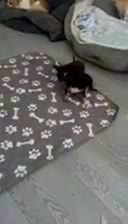 Chihuahua dogs for sale: Pablo and Diego  in Bolton - Video 2