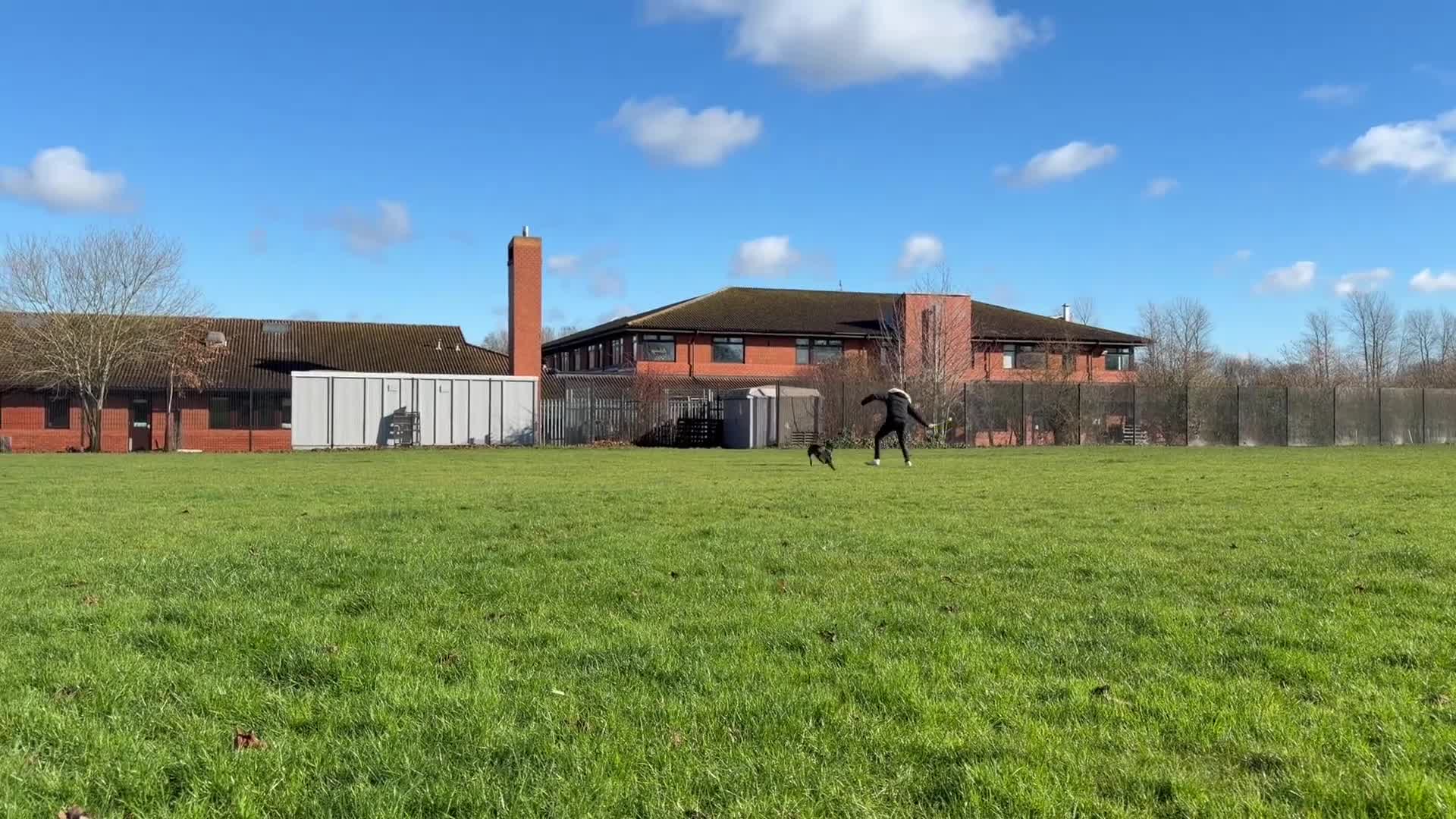 Whippet dogs for stud: Jett Black - Video 2