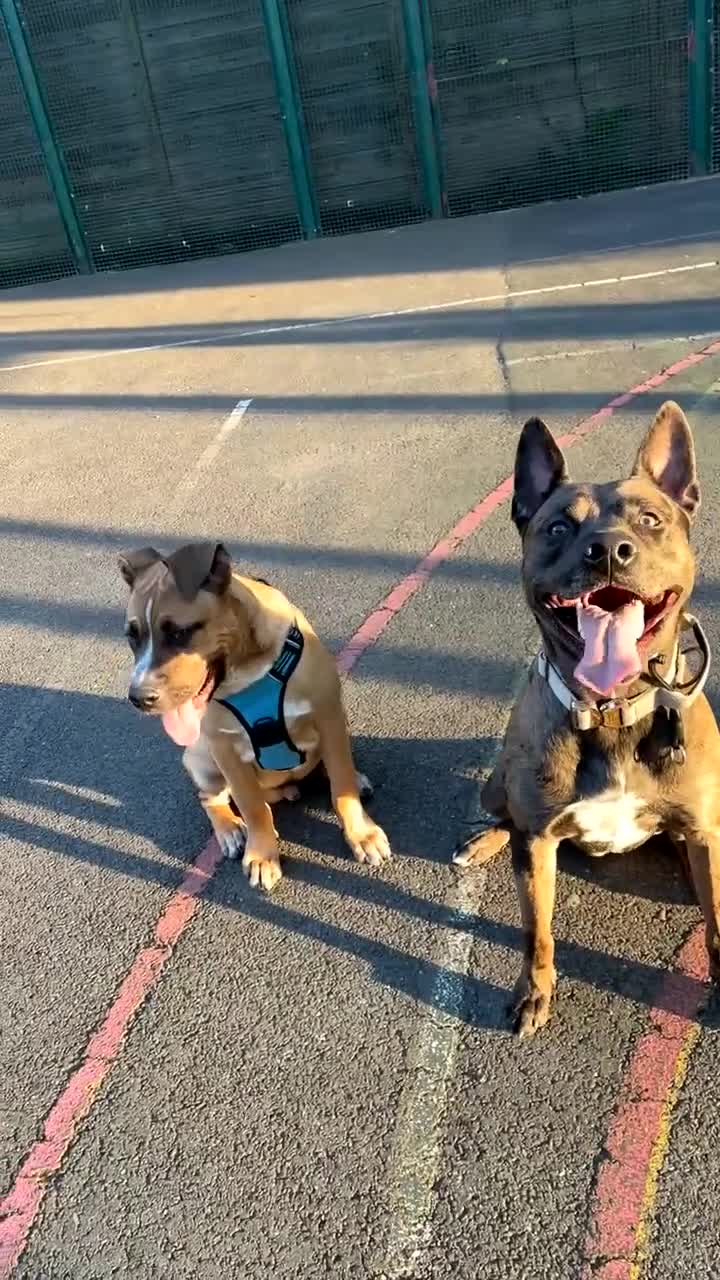 Mixed Breed dogs for stud: Belgian malinios x American bully for stud - Video 1