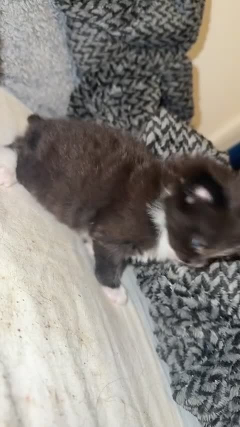 Ragdoll cats for sale: Beautiful kittens  - Video 1