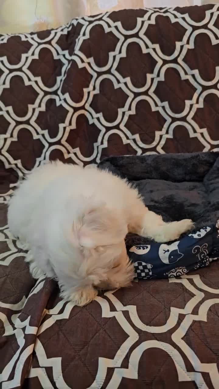 Havanese dogs for sale: Havanese dumpling) - Video 1