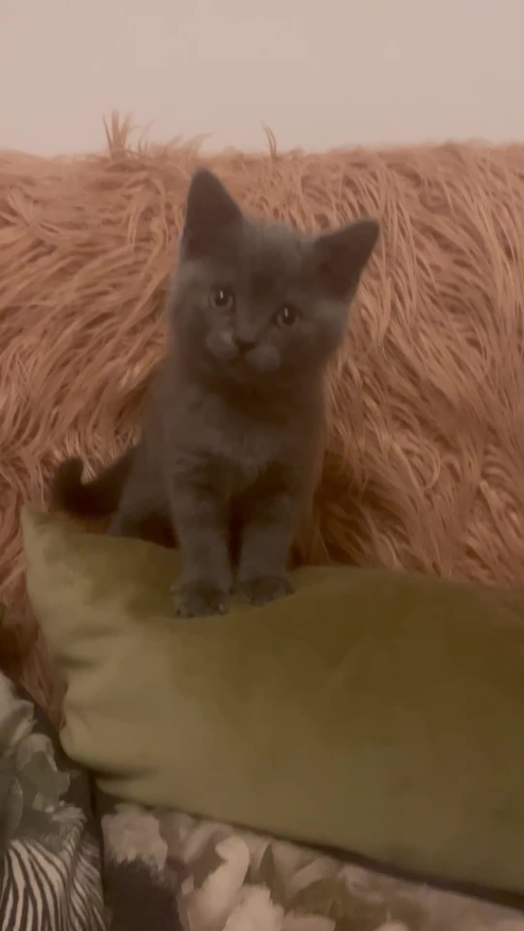 British Shorthair cats for sale: Beautiful boy - Video 1