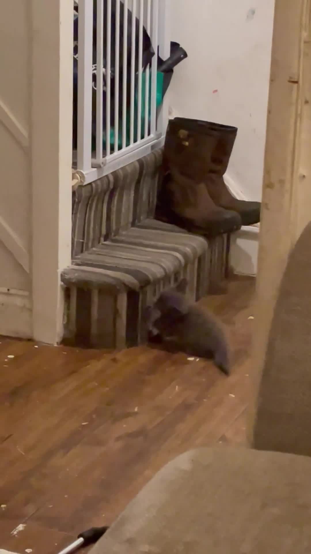 Mixed Breed cats for sale: Female grey kitten  - Video 3