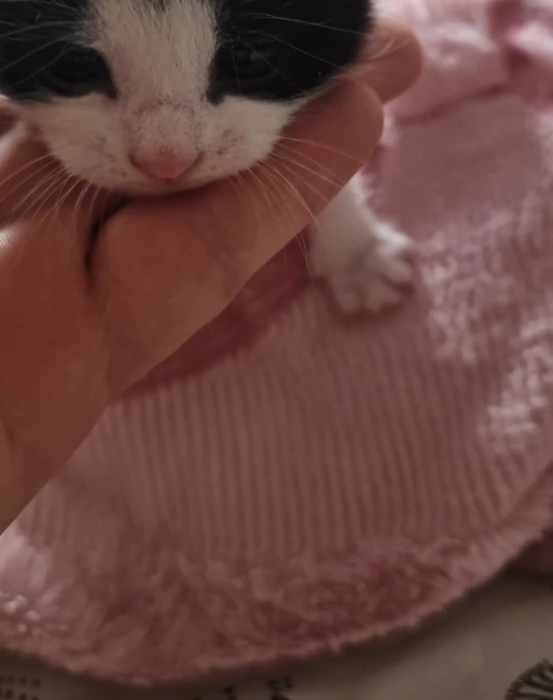 Mixed Breed cats for sale: Cat Tuxedo (Felix) - Video 1
