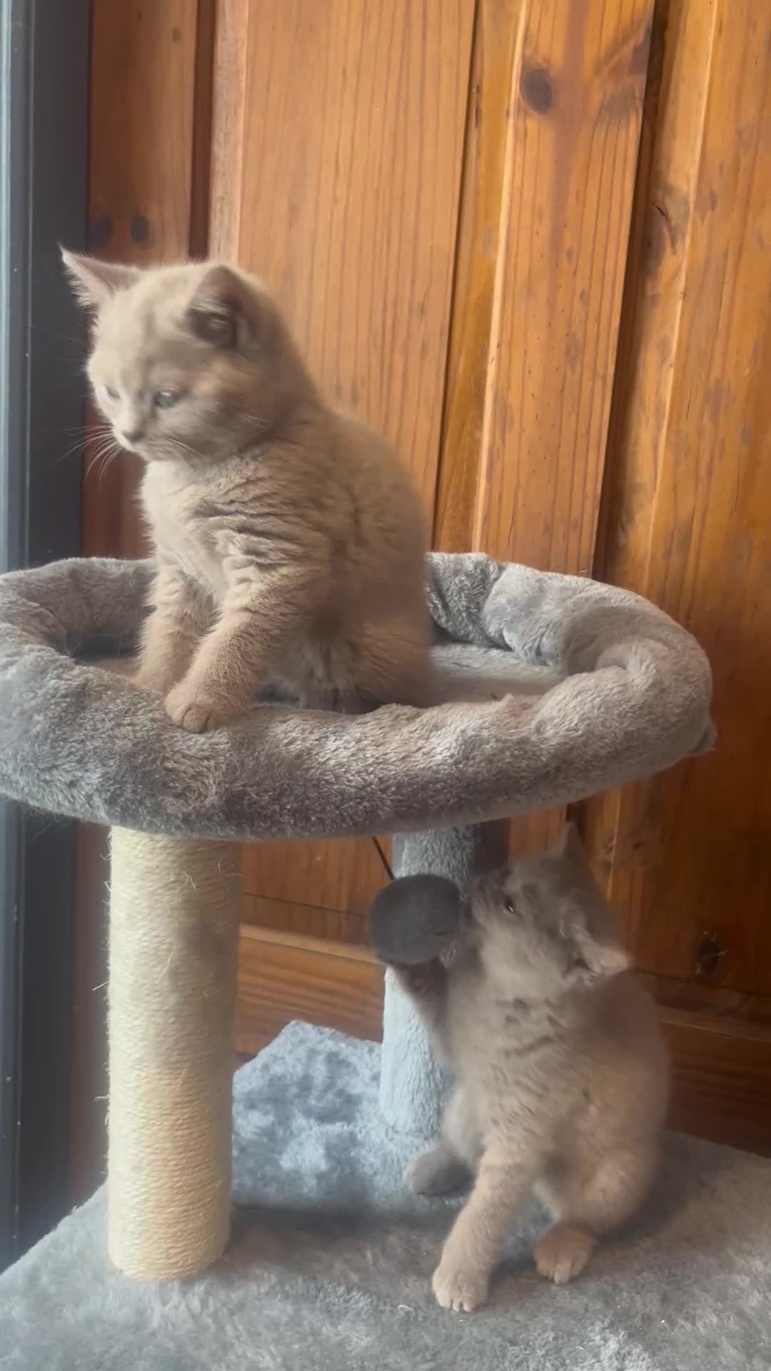 British Shorthair cats for sale: 2 lilac BSH Boys READY THIS WEEK - Video 2